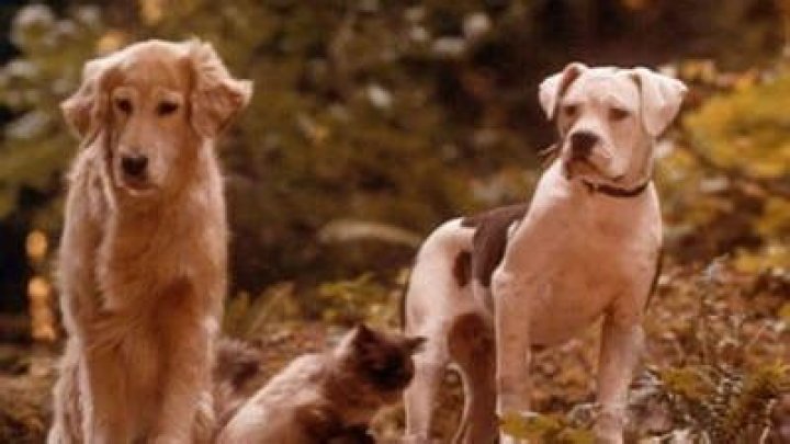 ¿Siguen vivos los animales de Homeward Bound? – Celebrity.fm