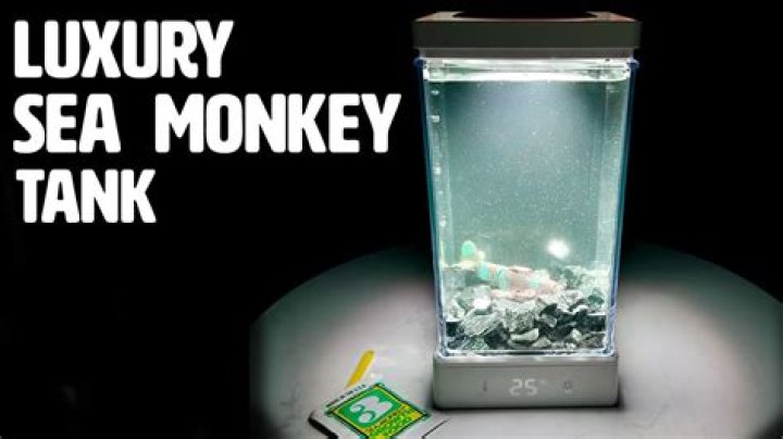 Do I need to clean Sea Monkey tank? – Celebrity.fm – #1 Official Stars, Business & People Network, Wiki, Success story, Biography & Quotes