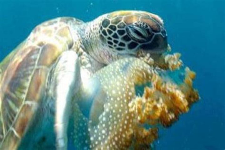Do sea turtles eat jellyfish to get high? – Celebrity.fm – #1 Official Stars, Business & People Network, Wiki, Success story, Biography & Quotes