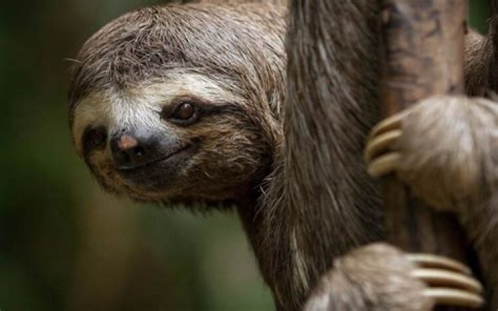 How intelligent is a sloth? – Celebrity.fm – #1 Official Stars, Business & People Network, Wiki, Success story, Biography & Quotes