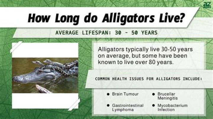 How much does a alligator sell for? – Celebrity.fm – #1 Official Stars, Business & People Network, Wiki, Success story, Biography & Quotes
