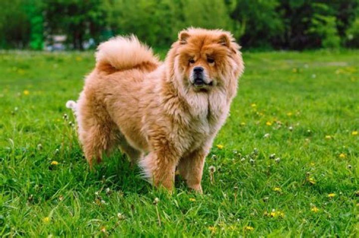 Is a chow dog Patronus rare? – Celebrity.fm – #1 Official Stars, Business & People Network, Wiki, Success story, Biography & Quotes