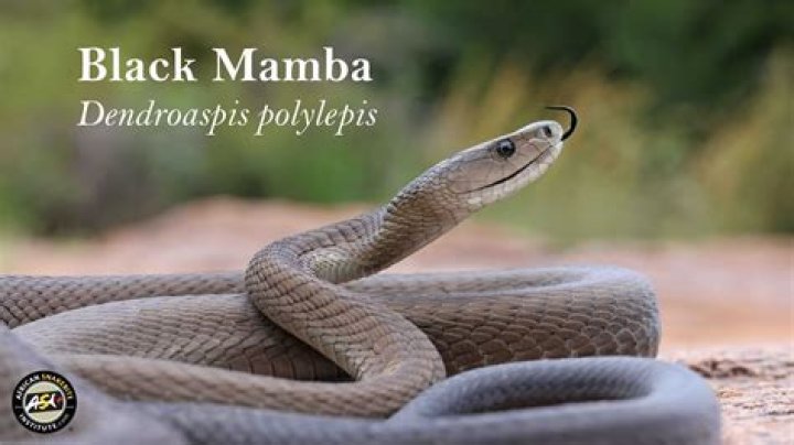 Is Black Mamba a good Patronus?
