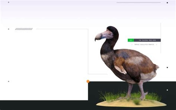 Is Gonzo a dodo bird? – Celebrity.fm – #1 Official Stars, Business & People Network, Wiki, Success story, Biography & Quotes