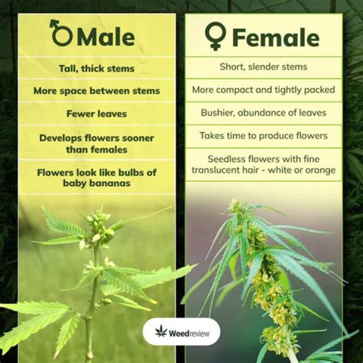 هل ناز اسم ذكر أم أنثى؟