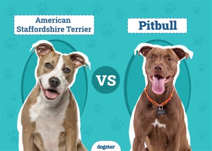 Is Pitbull a billionaire?