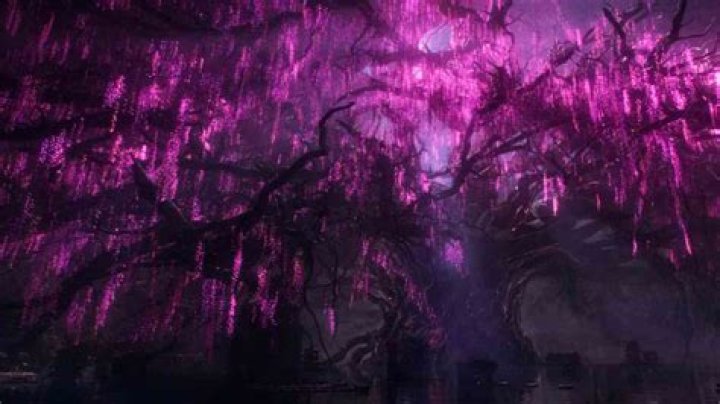 Is Tears of the Moon tree real? – Celebrity.fm – #1 Official Stars, Business & People Network, Wiki, Success story, Biography & Quotes