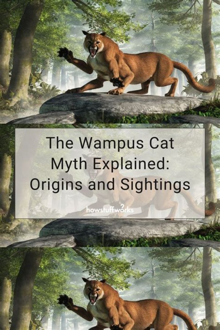 What are the traits of a Wampus?
