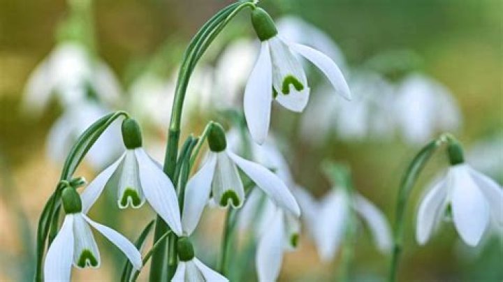 What does a snowdrop symbolism? – Celebrity.fm – #1 Official Stars, Business & People Network, Wiki, Success story, Biography & Quotes