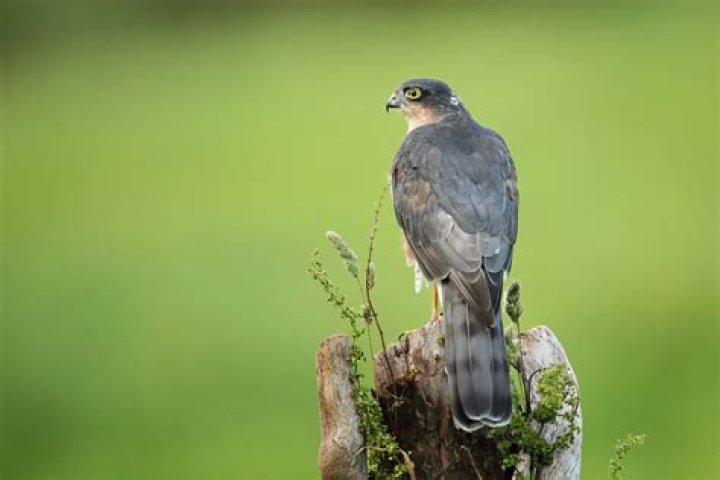 What does it mean to see a Sparrowhawk? – Celebrity.fm – #1 Official Stars, Business & People Network, Wiki, Success story, Biography & Quotes