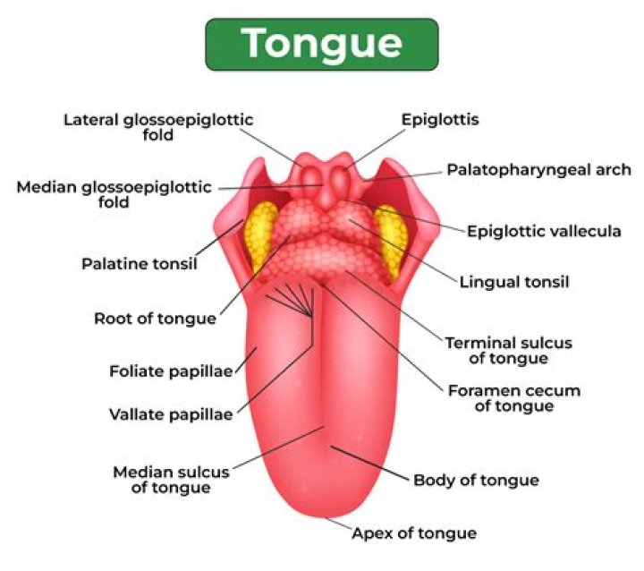 What is underneath a tongue? – Celebrity.fm – #1 Official Stars, Business & People Network, Wiki, Success story, Biography & Quotes
