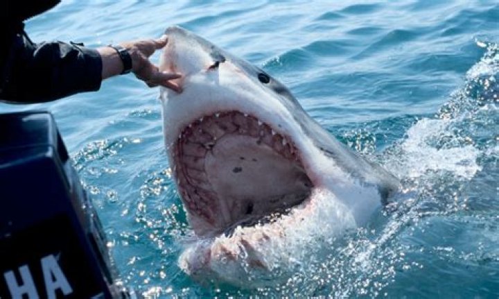 Why are there so many shark attacks in Recife Brazil?